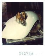 Polaroid object registration1