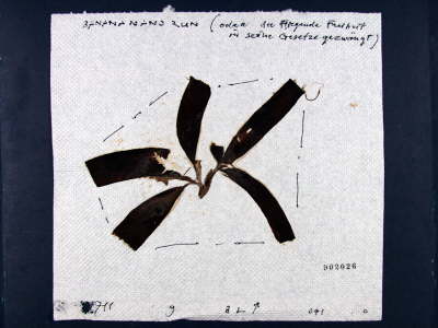 Jacobus Kloppenburg - Artvocado Rune 1998-11-07 (YMD)