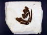 Jacobus Kloppenburg - Artvocado Rune Date Unknown